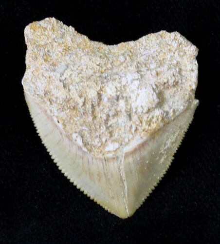 Large Squalicorax (Crow Shark) Fossil Tooth #19272